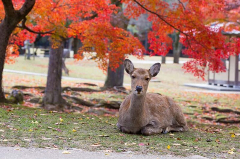From Osaka/Kyoto: Nara & Kyoto Day Trip - Temples & Deer - FAQ