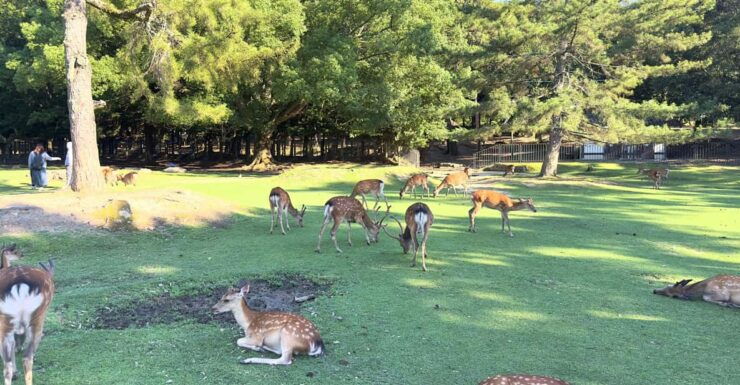 From Osaka/Kyoto: Nara One Day Private Tour - Good To Know
