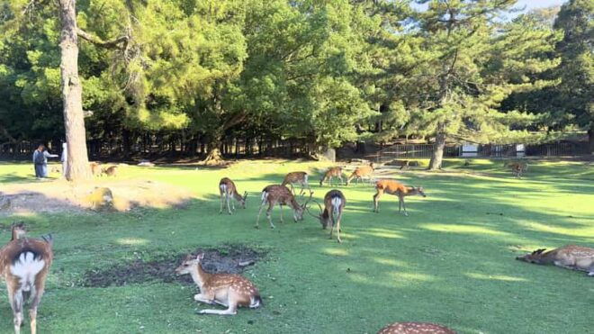 From Osaka/Kyoto: Nara One Day Private Tour - Midday Exploration