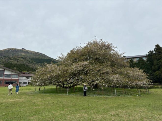 From Osaka/Kyoto: Nara One Day Private Tour - Inclusions and Benefits