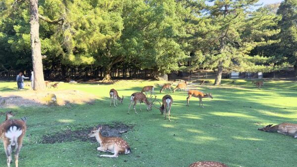 From Osaka/Kyoto: Nara One Day Private Tour - Important Booking Information