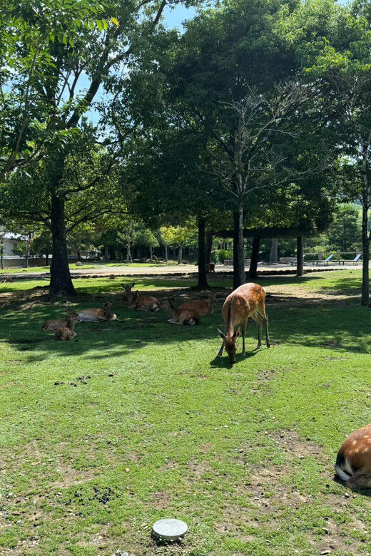 From Osaka/Kyoto: Nara One Day Private Tour - Good To Know