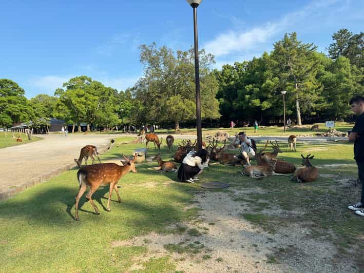 From Osaka/Kyoto: Nara One Day Private Tour - From Osaka/Kyoto: Nara One Day Private Tour — An Honest Look