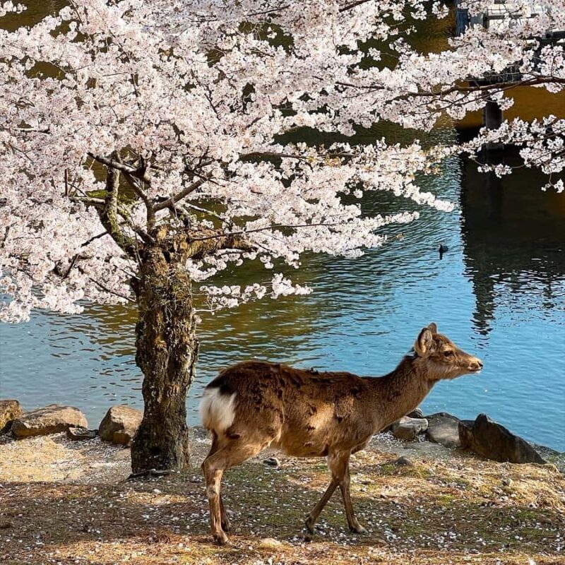 From Osaka: Kyoto, Nara/Uji Historic Cities Day Trip (Max 9) - FAQ