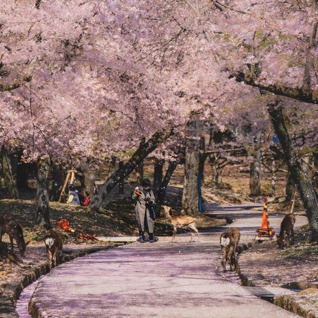 From Osaka/Kyoto: Private Kyoto and Nara Day Trip - Who Should Consider This Tour?