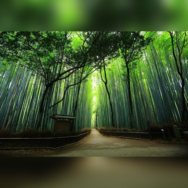 From Osaka/Kyoto: Private Kyoto & Nara Day Trip with Pickup - Who Would Enjoy This Tour Most?