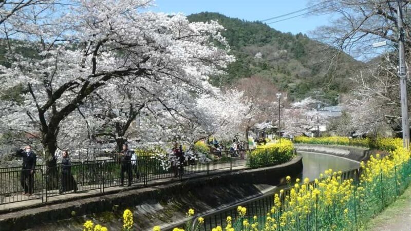 From Osaka: Kyoto Temples, Shrines & Cherry Blossom Day Trip - Practical Aspects of the Tour