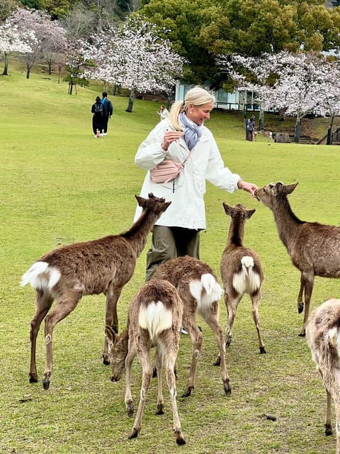 From Osaka/Kyoto:Private Kyoto-Nara Day Tour - Good To Know