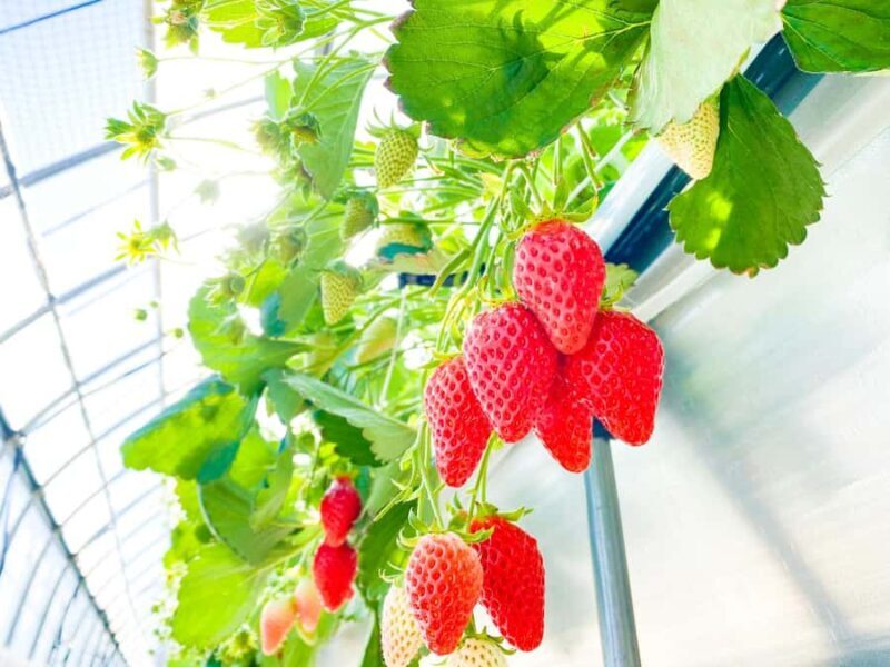 From Osaka: Mt. Rokko Snow, Crab Buffet & Strawberry Picking - Starting Point and Transportation