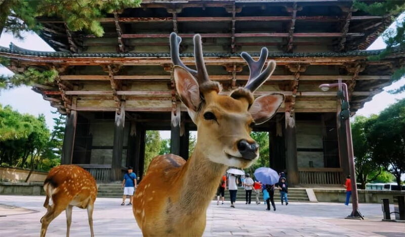 From Osaka: Nara Deer & Kyoto Kiyomizudera Sightseeing Tour - Who Should Consider This Tour?