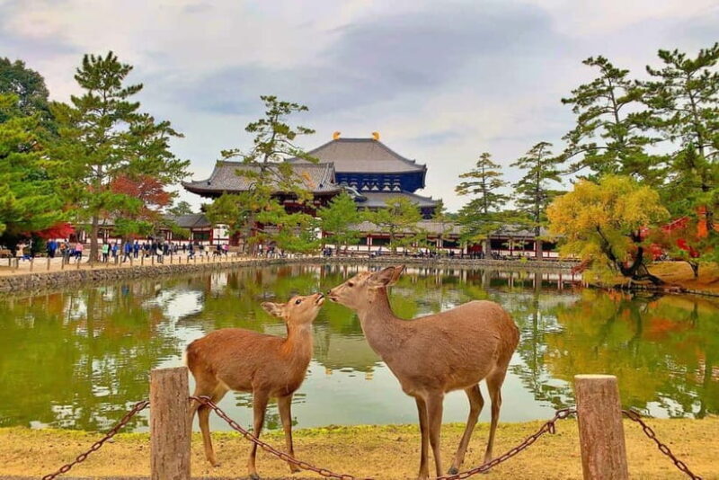 From Osaka: Nara private car tour with optional guide - Good To Know