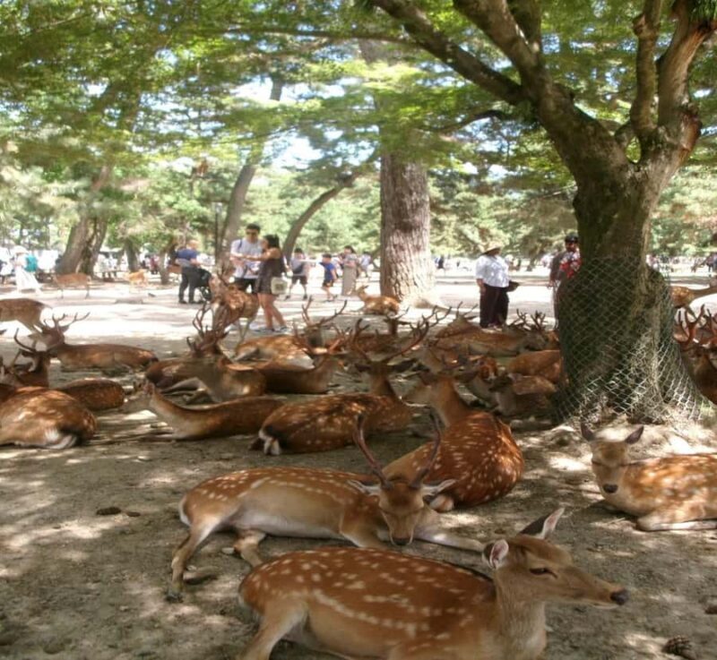 From Osaka: Nara Private Guided Day Trip with Flexible Tour - Discover Nara Through a Personalized Lens