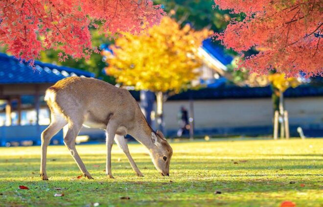 From Osaka: Nara, Uji Matcha Experience and Hot Spring Tour - Inclusions and Additional Costs