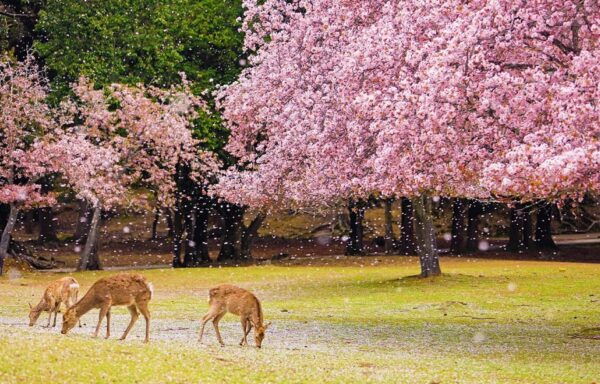 From Osaka: Nara, Uji Matcha Experience and Hot Spring Tour - Booking and Cancellation Details