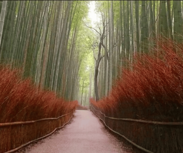 From Osaka or Kyoto : Kyoto & Nara Private Tour - Customer Feedback and Ratings