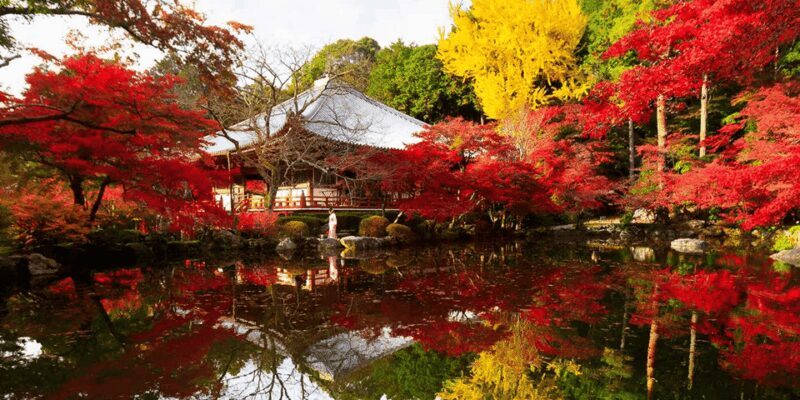From Osaka: Private Customized Day Tour to Kyoto - Who Should Consider This Tour?