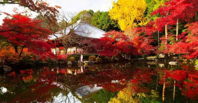 From Osaka: Private Customized Day Tour to Kyoto - Transportation and Services