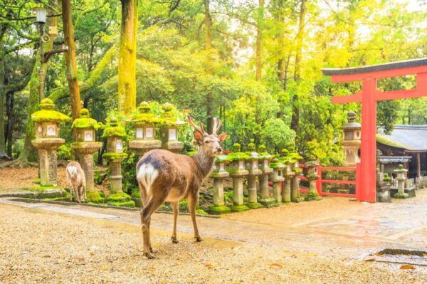 From Osaka to Kyoto and Nara Day Tour With Deer Sightings - Wildlife Encounters in Nara