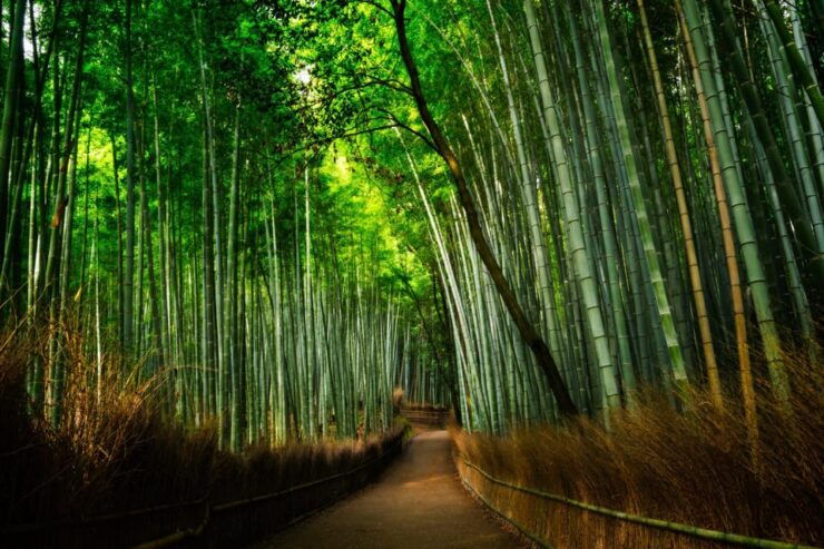 From Osaka to Kyoto: Arashiyama Bamboo Forest Tour - Good To Know