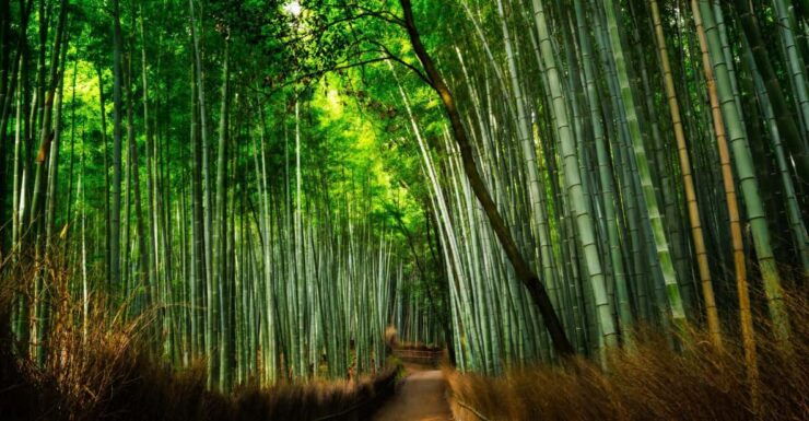 From Osaka to Kyoto: Arashiyama Bamboo Forest Tour - Itinerary Details