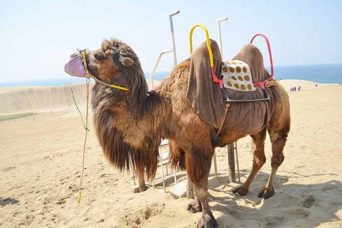 From Osaka: Tottori Sand Dunes Day Tour With English Guide - Pricing and Guarantee