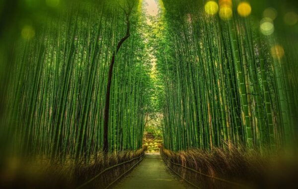 From Osaka:Nara Customizable Private Day Tour With English - Important Information