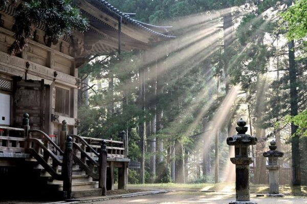 From Osaka:Nara Customizable Private Day Tour With English - Booking Details and Policies