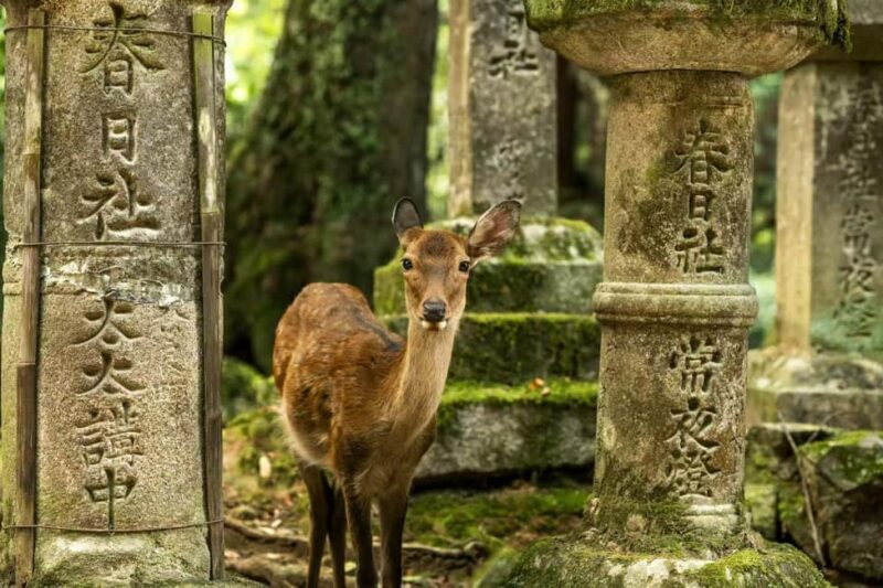 From OsakaOsaka with Nara Private Day Trip with Pickup - Discovering Osaka and Nara: What to Expect