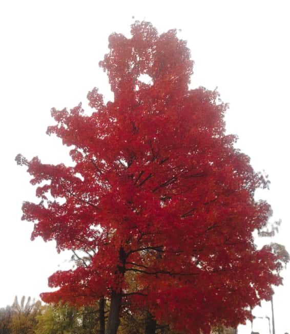 From Ottawa: Gatineau Park Fall Colors Guided Trip - Good To Know