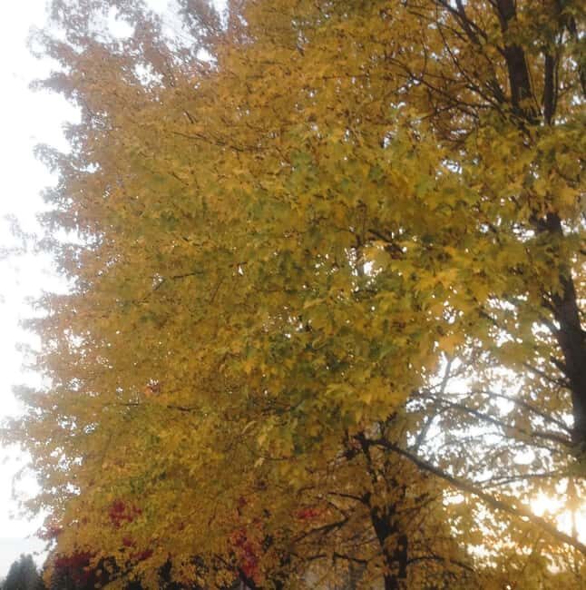 From Ottawa: Gatineau Park Fall Colors Guided Trip - Champlain Lookout: Sweeping Autumn Vistas