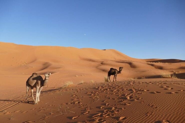 From Ouarzazate: Erg Lihoudi Sahara Desert Tour - 2 Days - Tour Flexibility and Booking Details