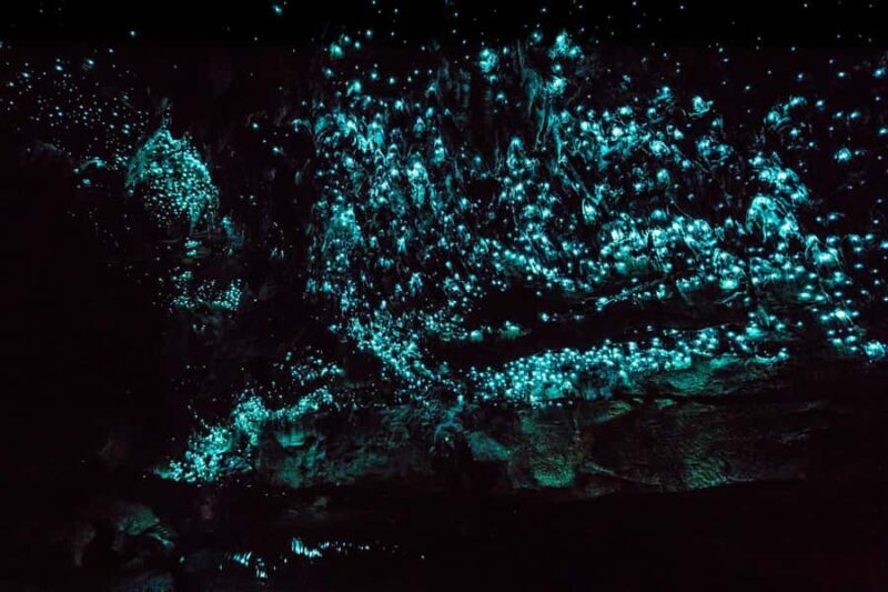 From Paihia: Kawiti Glowworm Caves Guided Tour - Good To Know