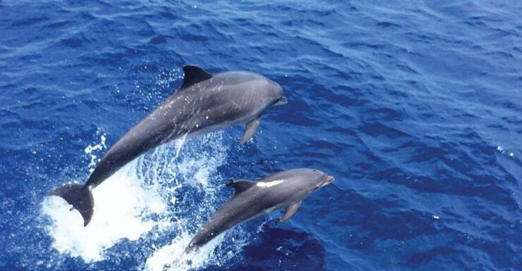 From Palma: 3-Hour Morning Dolphin Watching Boat Tour - Experience