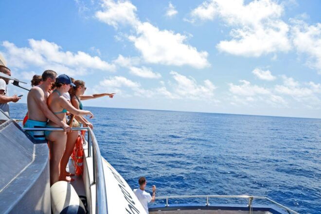 From Palma: 3-Hour Morning Dolphin Watching Boat Tour - Additional Information