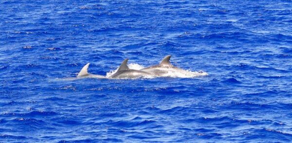 From Palma: 3-Hour Morning Dolphin Watching Boat Tour - Price and Duration