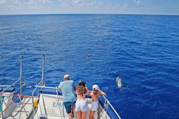 From Palma: 3-Hour Morning Dolphin Watching Boat Tour - Languages and Inclusions