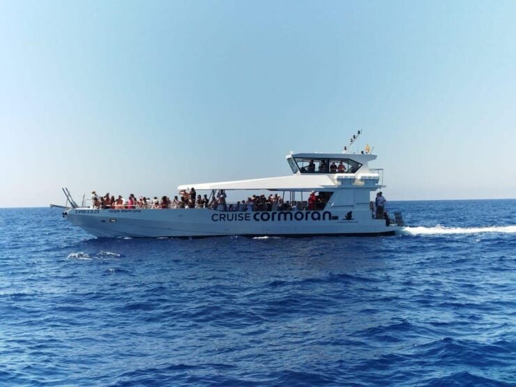 From Palma: Afternoon Dolphin-Watching Boat Tour - Good To Know