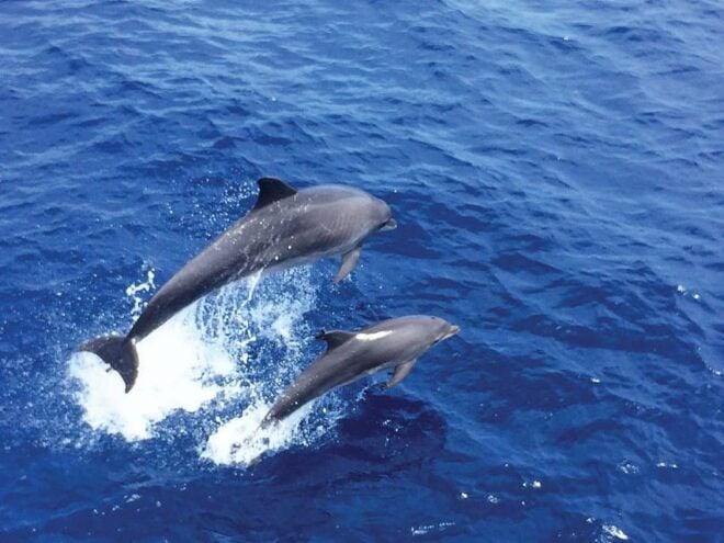 From Palma: Afternoon Dolphin-Watching Boat Tour - Meeting Points and Participant Information