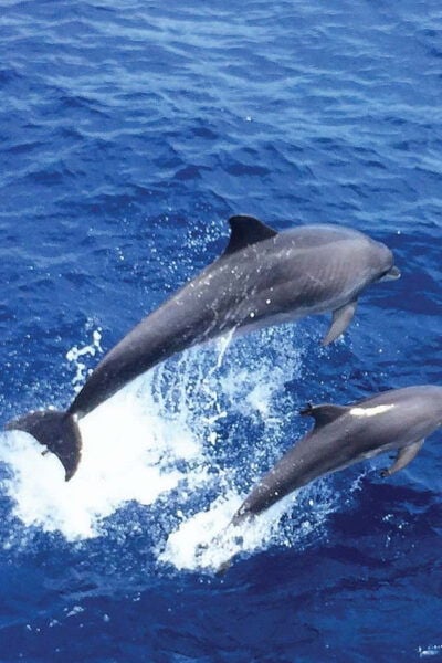 From Palma: Afternoon Dolphin-Watching Boat Tour - Booking and Cancellation Policy