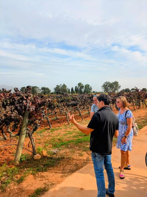 From Palma De Mallorca: Private Wine and Local Flavors Tour - Winery Visit