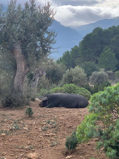 From Palma: Sierra De Tramuntana Hiking With Small Picnic - Hiking Experience and Scenic Views