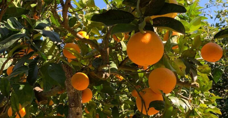 From Palma: Soller Valley Walk and Picnic in Orange Farm - Good To Know