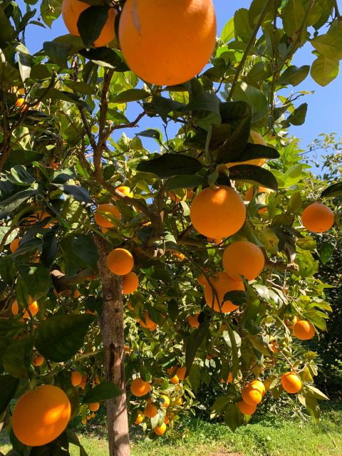 From Palma: Soller Valley Walk and Picnic in Orange Farm - Tasting the Best Orange Juice