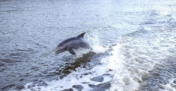 From Panama City, FL: Shell Island Ferry - Experience Highlights
