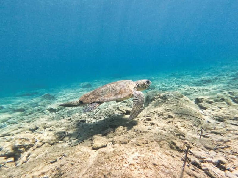 FROM PAPHOS: Snorkeling at Moulia Rocks (boat) - Introduction