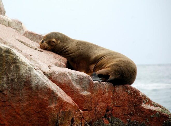 From Paracas: Ballestas Island Marine Wildlife Watching - Participant & Date Selection