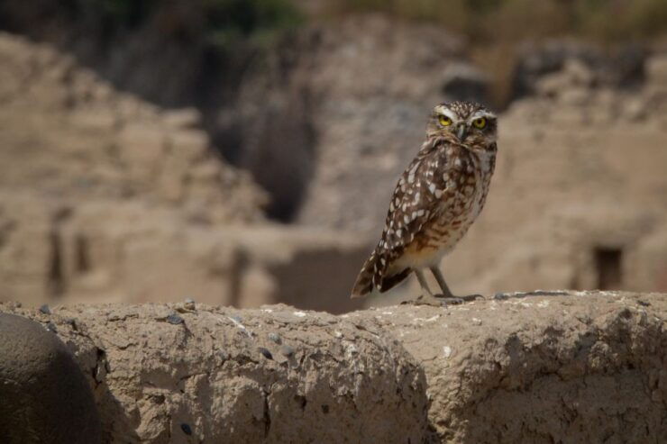 From Paracas: Ballestas Islands and Tambo Colorado Tour - Tour Overview