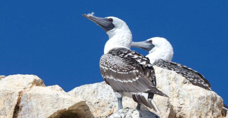 From Paracas: Ballestas Islands and Tambo Colorado Tour - Booking Details