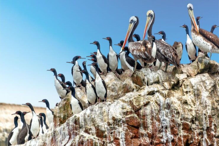 From Paracas: Ballestas Islands Guided Tour - Good To Know