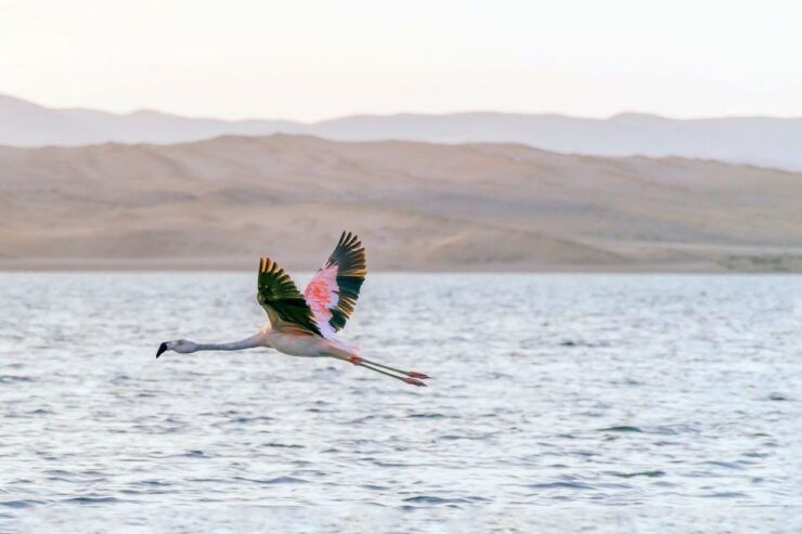 From Paracas: Ballestas Islands & Paracas National Reserve - Experience Highlights